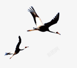 中国风鸟张开翅膀的鹤高清图片