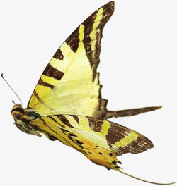 蝴蝶免扣实物图飞舞的黄蝴蝶高清图片