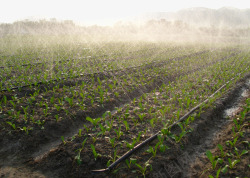 农业灌溉菜园蔬菜种植基地自动喷淋高清图片