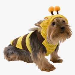 黄黑相间蜜蜂可爱穿衣服的狗狗高清图片