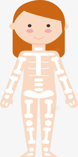 女性骨骼女性骨骼示意图高清图片