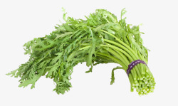 绿色蔬菜茼蒿素材