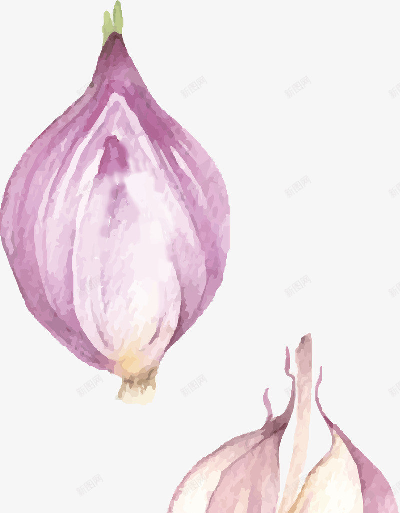 手绘洋葱png免抠素材_新图网 https://ixintu.com 手绘 植物 水彩 紫色 蔬菜 食材