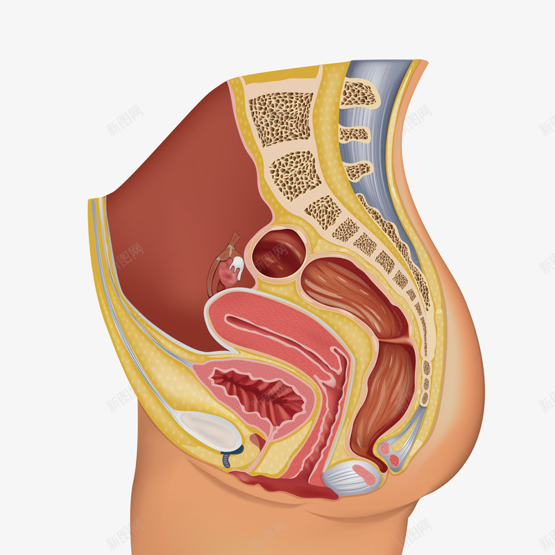 怀孕png免抠素材_新图网 https://ixintu.com PNG免扣图下载 器官 女性 生殖器 装饰 解剖图