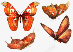 红色翅膀蝴蝶动物素材