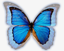 矢量的纹理蝴蝶清晰高清图片