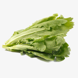 绿色蔬菜茼蒿素材