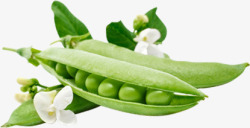 绿色新鲜豌豆豆角蔬菜素材