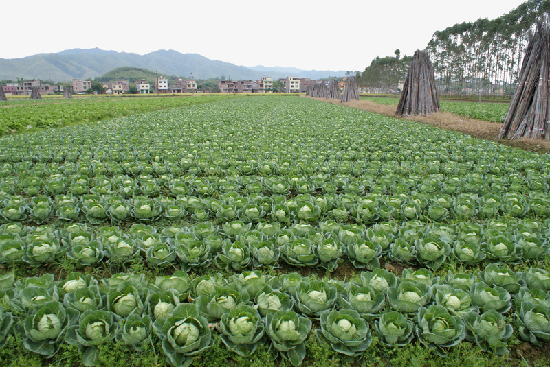 卷心菜种植基地菜园png免抠素材_新图网 https://ixintu.com 京包菜 包心白菜 包心菜 包菜 卷心菜 卷心菜种植 卷心菜种植基地 生物世界 种植 菜园 蔬菜