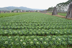 包心菜卷心菜种植基地菜园高清图片