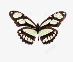 黑底团花纹黑底白色花纹蝴蝶翅膀高清图片