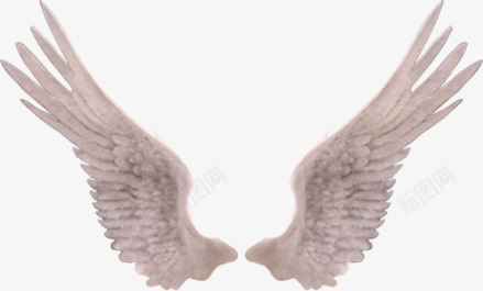 精美白色翅膀透明背景png免抠素材_新图网 https://ixintu.com PNG透明背景素材 白色翅膀 精美