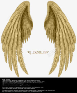 翅膀天使的翅膀实物素材
