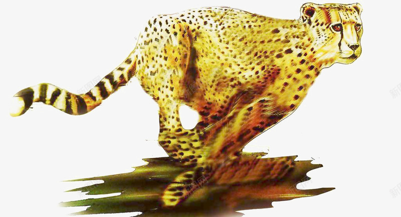 有质感的手绘黄金豹png免抠素材_新图网 https://ixintu.com 元素 手绘 质感 造型 黄金豹