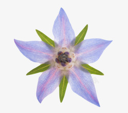 黄瓜香味蓝色通透的草本植物琉璃苣实物高清图片