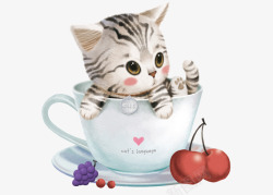 茶杯中的贡菊茶杯中的猫高清图片