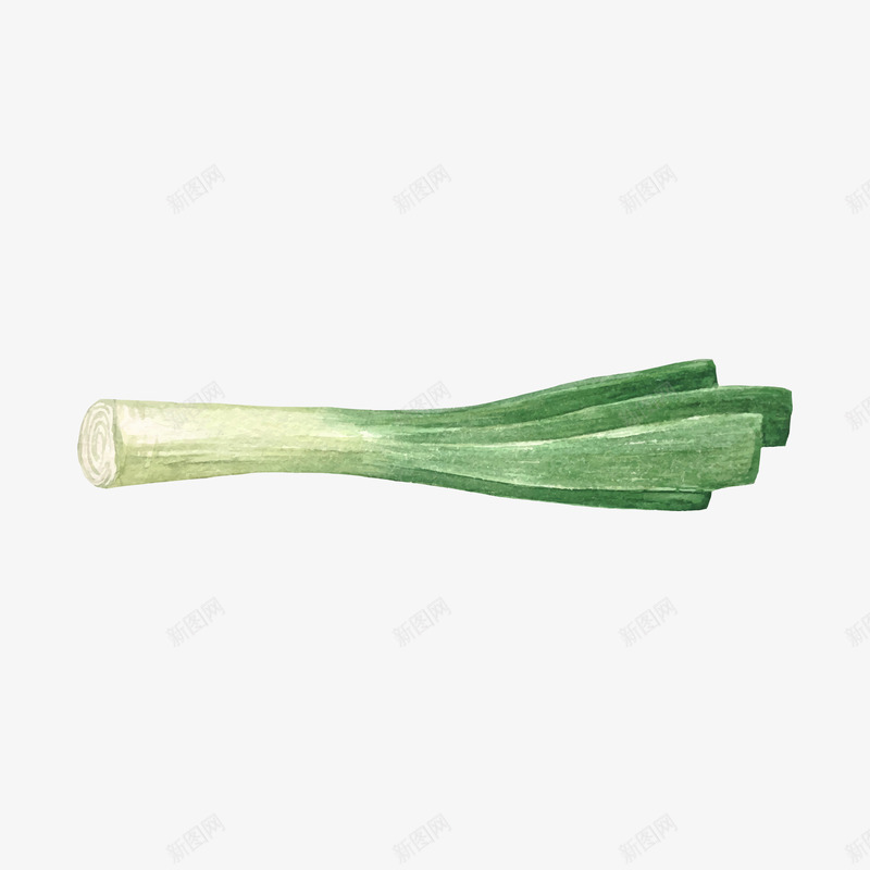水彩大葱png免抠素材_新图网 https://ixintu.com 一捆 大葱 整齐 绿色 蔬菜