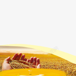 黄金小麦黄金小麦高清图片