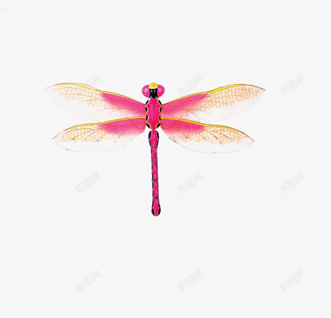 粉红色的蜻蜓png免抠素材_新图网 https://ixintu.com 红蜻蜓图片 翅膀图片 背景图片蜻蜓 装饰图片漂亮的蜻蜓