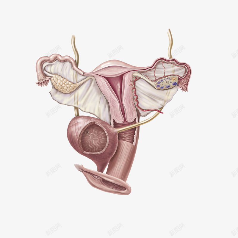 女性子宫png免抠素材_新图网 https://ixintu.com 卡通 呵护子宫 女性 子宫 孕妇 孕育生命 盆底胎儿