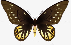 触角飞行彩色的蝴蝶矢量图高清图片