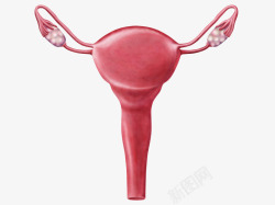 盆腔女性生殖器官高清图片