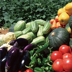 一堆蔬菜水果蔬菜水果一堆农产品高清图片