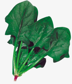 菠菜叶子新鲜菠菜高清图片