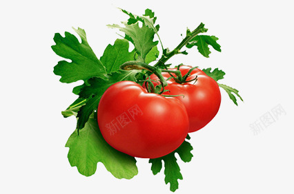 带着叶子的西红柿png免抠素材_新图网 https://ixintu.com 叶子 手绘 番茄 蔬菜 西红柿