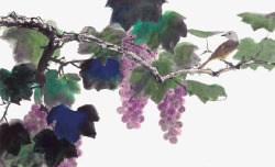 图片葡萄架水彩画葡萄高清图片