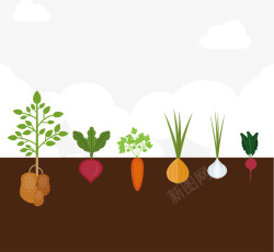根系种在地理的萝卜蔬菜高清图片