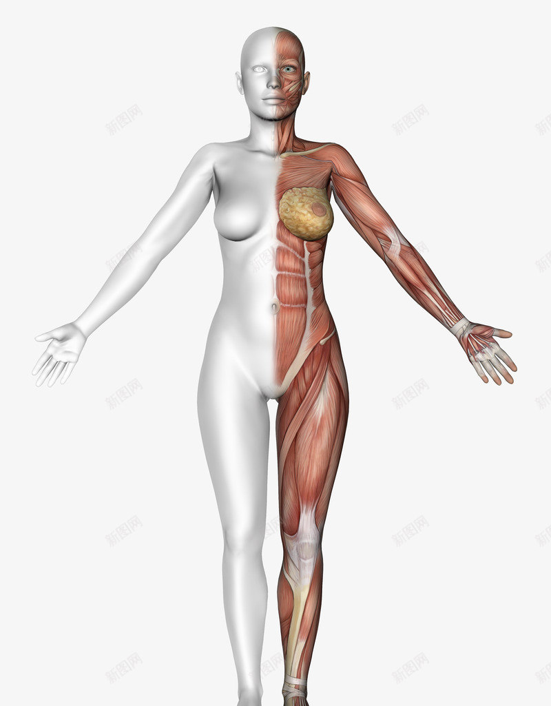 女性身体png免抠素材_新图网 https://ixintu.com 3D 肌肉 脂肪 装饰矢量