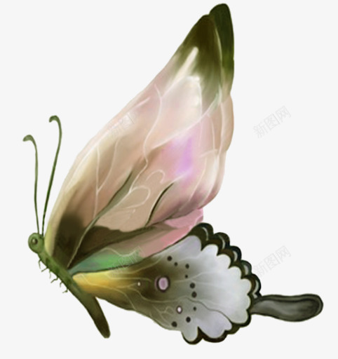 美丽的蝴蝶png免抠素材_新图网 https://ixintu.com 昆虫 粉色翅膀 翅膀 蝴蝶