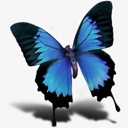 蝴蝶图标蓝色翅膀图标图标