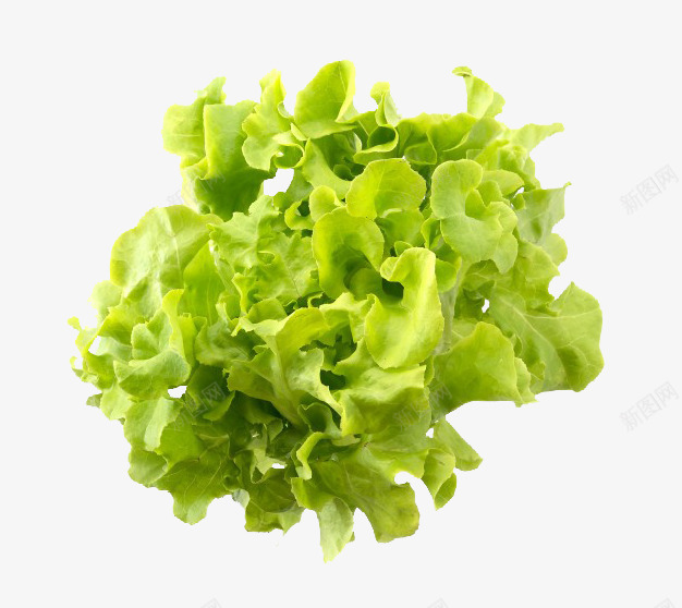 绿色生菜蔬菜png免抠素材_新图网 https://ixintu.com 生菜 绿色 蔬菜 食物 餐饮