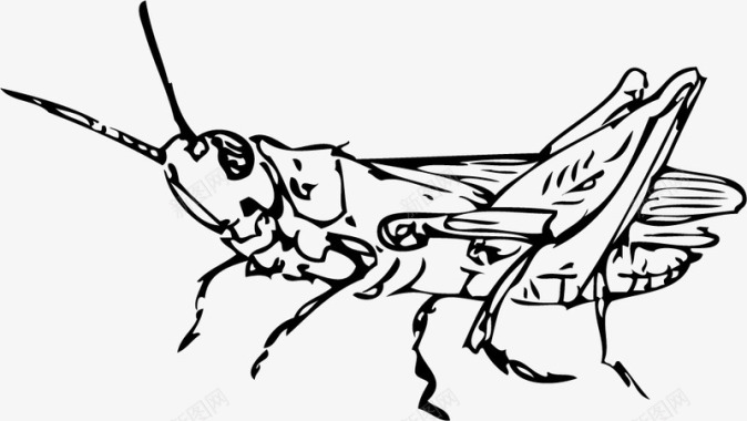 一只蟋蟀图标图标
