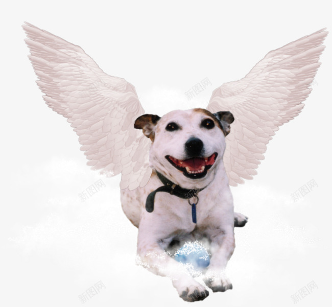 带白色翅膀的狗png免抠素材_新图网 https://ixintu.com 带白色翅膀的狗