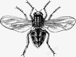 创意飞虫手绘有翅膀的虫子高清图片