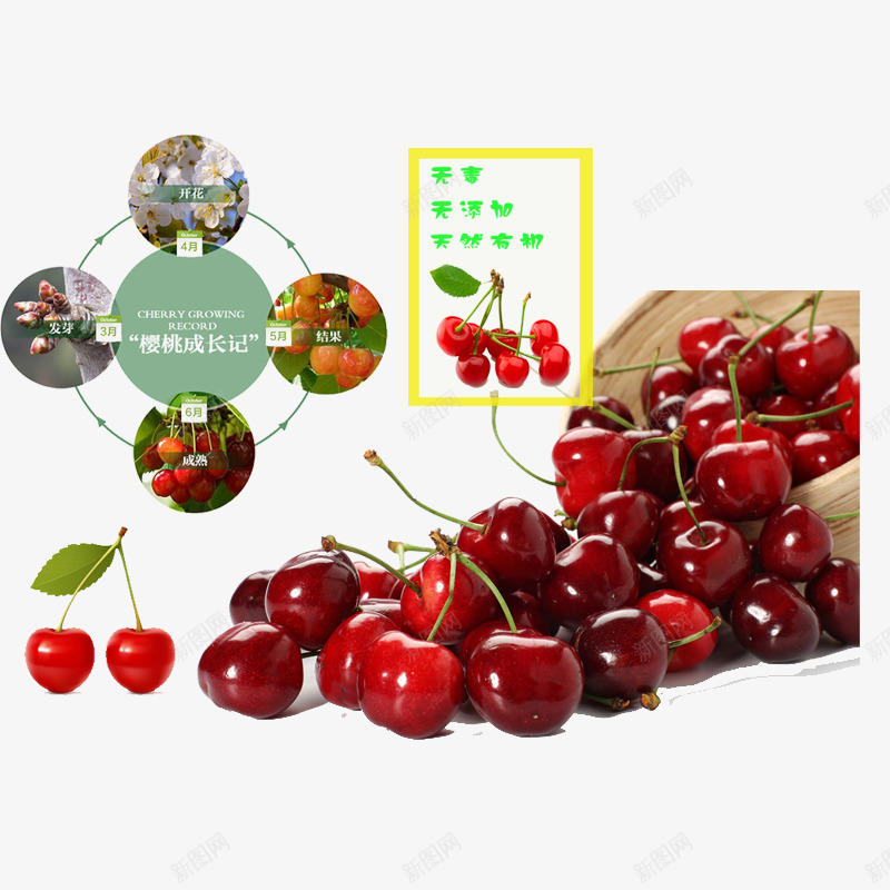 樱桃psd免抠素材_新图网 https://ixintu.com 可爱樱桃 小樱桃 樱桃 水果 红樱桃