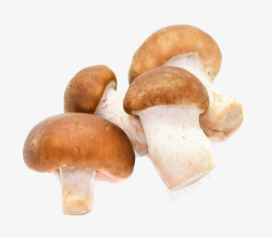 鲜菌类有机香菇高清图片