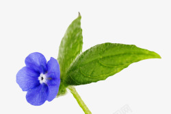 黄瓜香味蓝色草本植物带叶子的琉璃苣实物高清图片