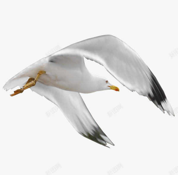 飞翔的海鸥png免抠素材_新图网 https://ixintu.com PNG图形 PNG装饰 海鸥 翅膀 装饰 飞翔