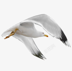海鸥装饰飞翔的海鸥高清图片
