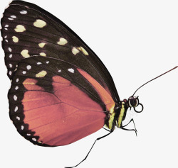 漂亮的昆虫走路的蝴蝶高清图片