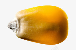 金黄色玉米PNG实物一粒金黄色的熟玉米粒高清图片