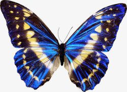 蓝色翅膀蝴蝶动物素材
