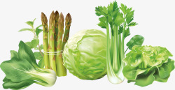 生菜芹菜6种蔬菜矢量图高清图片