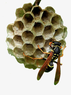 蜂房实物蜂窝蚂蜂高清图片