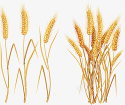 一片小麦地手绘粮食小麦地高清图片
