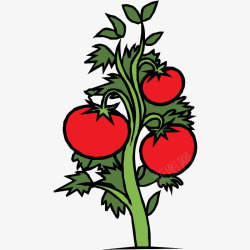 图画番茄手绘番茄树高清图片